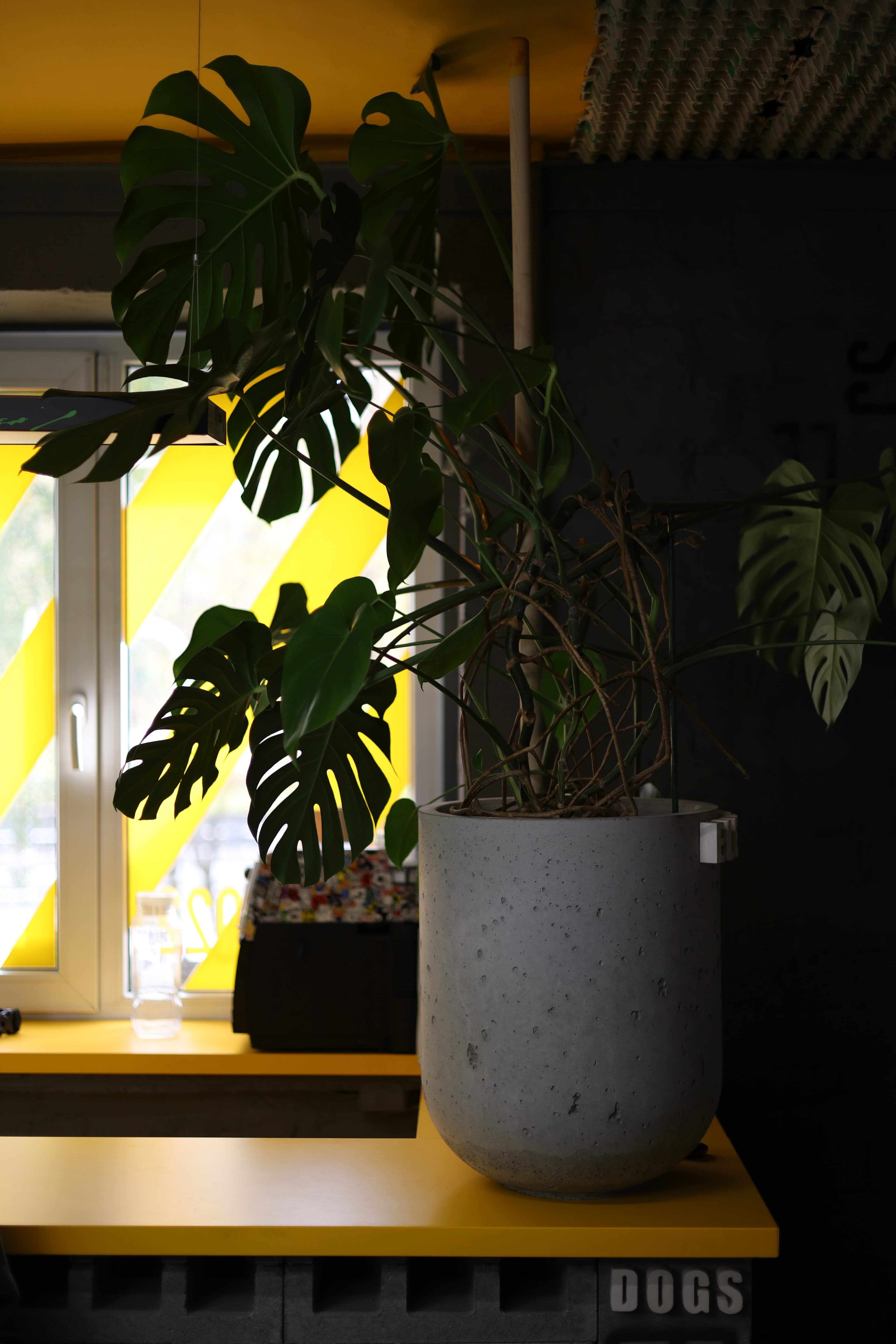 Youngsters - Eleven Dogs | Кременчук Барбершоп